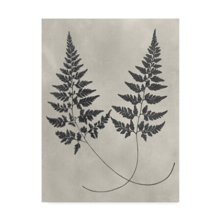 Trademark Fine Art Vision Studio 'Vintage Fern Study I' Canvas Art, 18x24 WAG07184-C1824GG